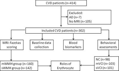 Erythrocytes Are an Independent Protective Factor for Vascular Cognitive Impairment in Patients With Severe White Matter Hyperintensities